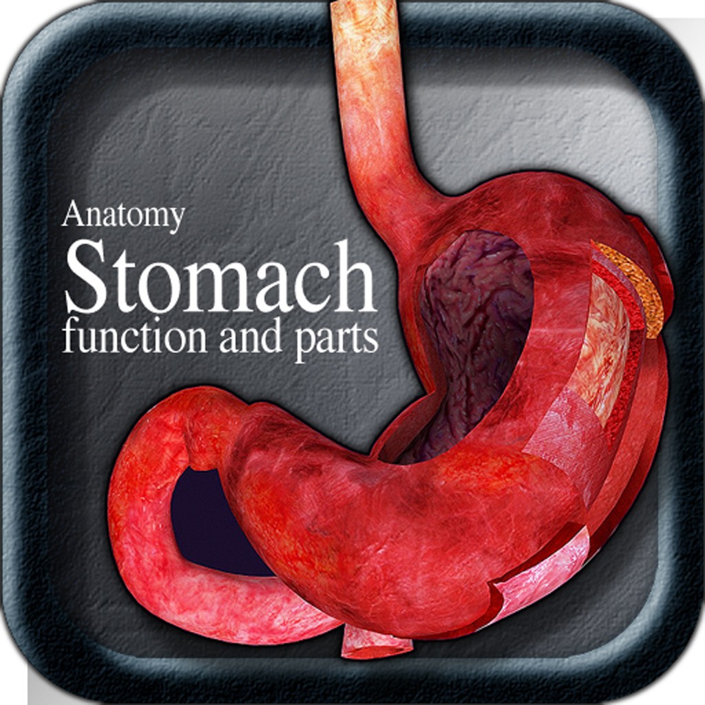 Anatomy Stomach function and parts下载 攻略